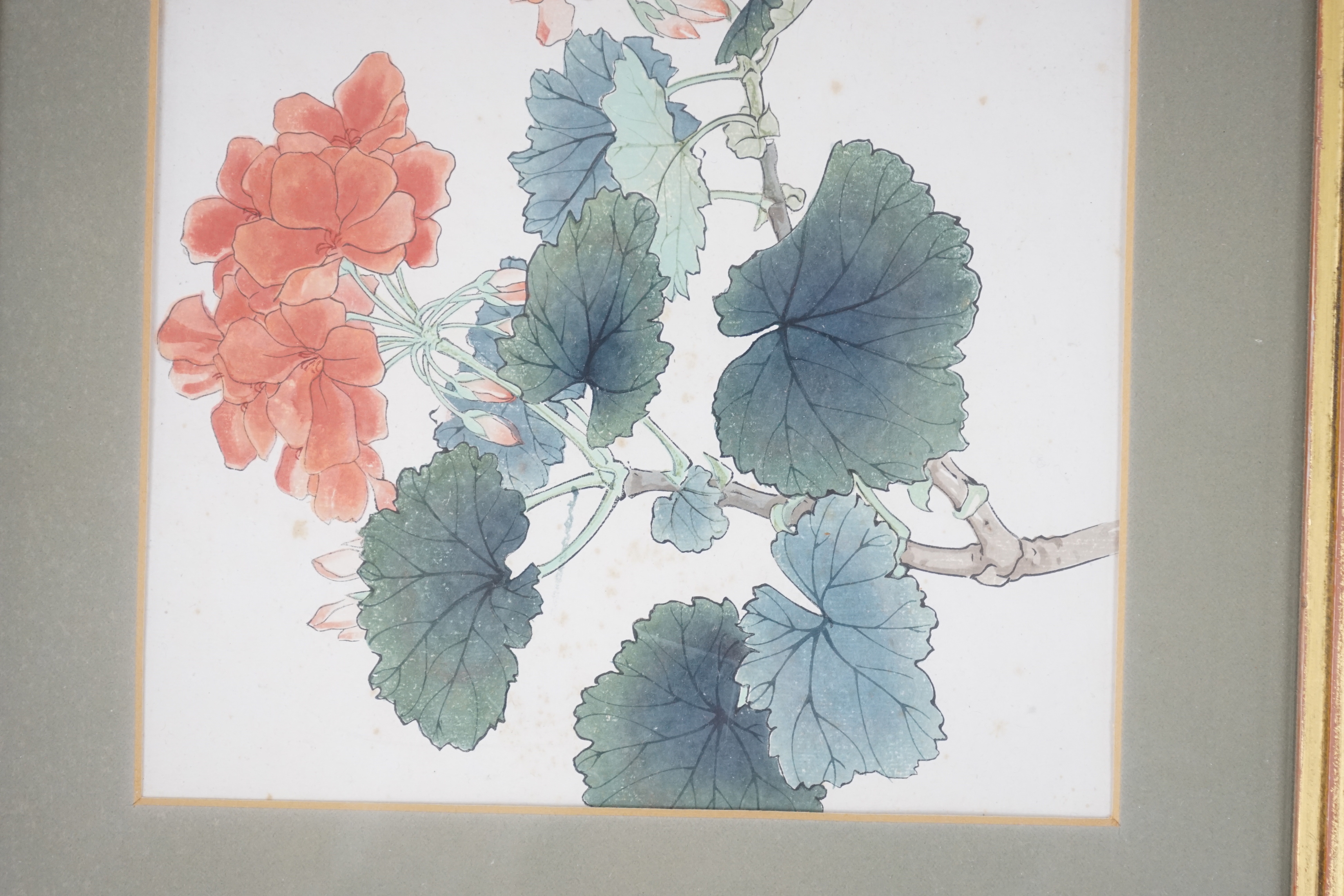 Chinese School, watercolour, Pelargoniums, 26 x 19cm
